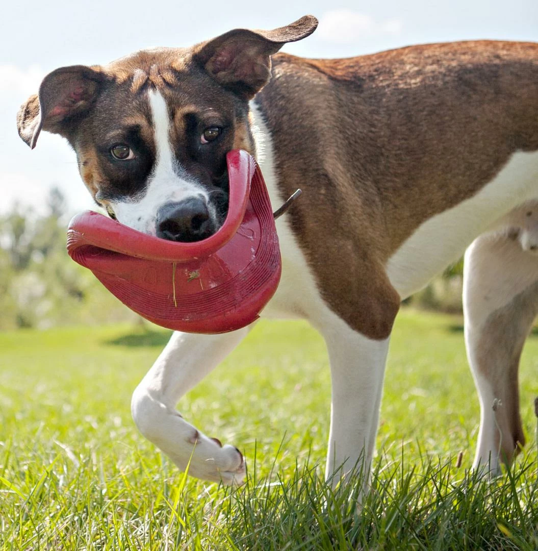 Kong Classic Flyer - Afbeelding 4