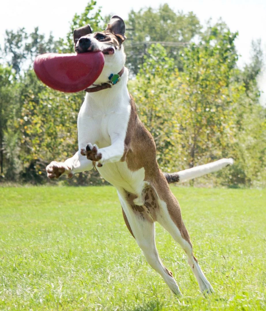 Kong Classic Flyer - Afbeelding 3