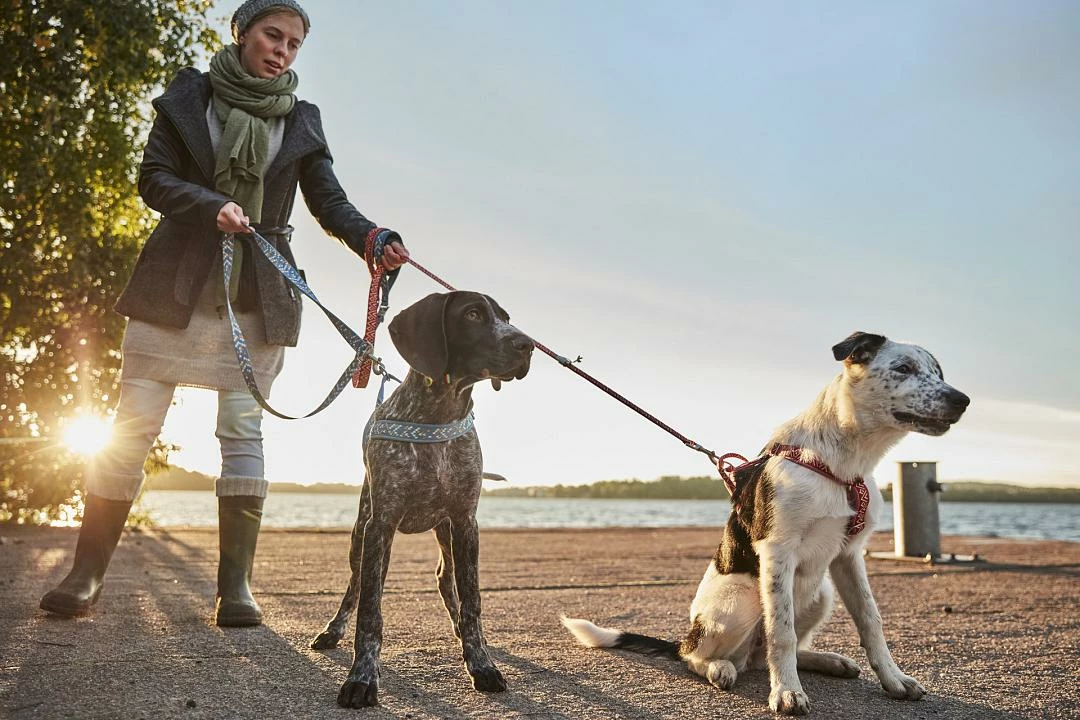 Hurtta H-harnas Razzle Dazzle Bilberry - Afbeelding 4