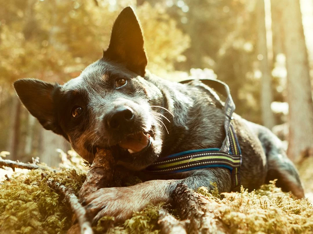 Hurtta Harnas Padded Juniper - Afbeelding 2