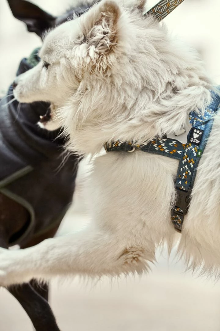 Hurtta H-harnas Razzle Dazzle Bilberry - Afbeelding 3