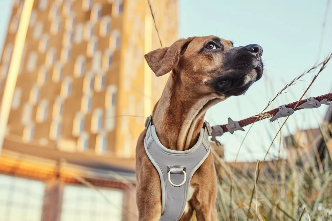 Hurtta Harnas Venture No-Pull Shadow - Afbeelding 3