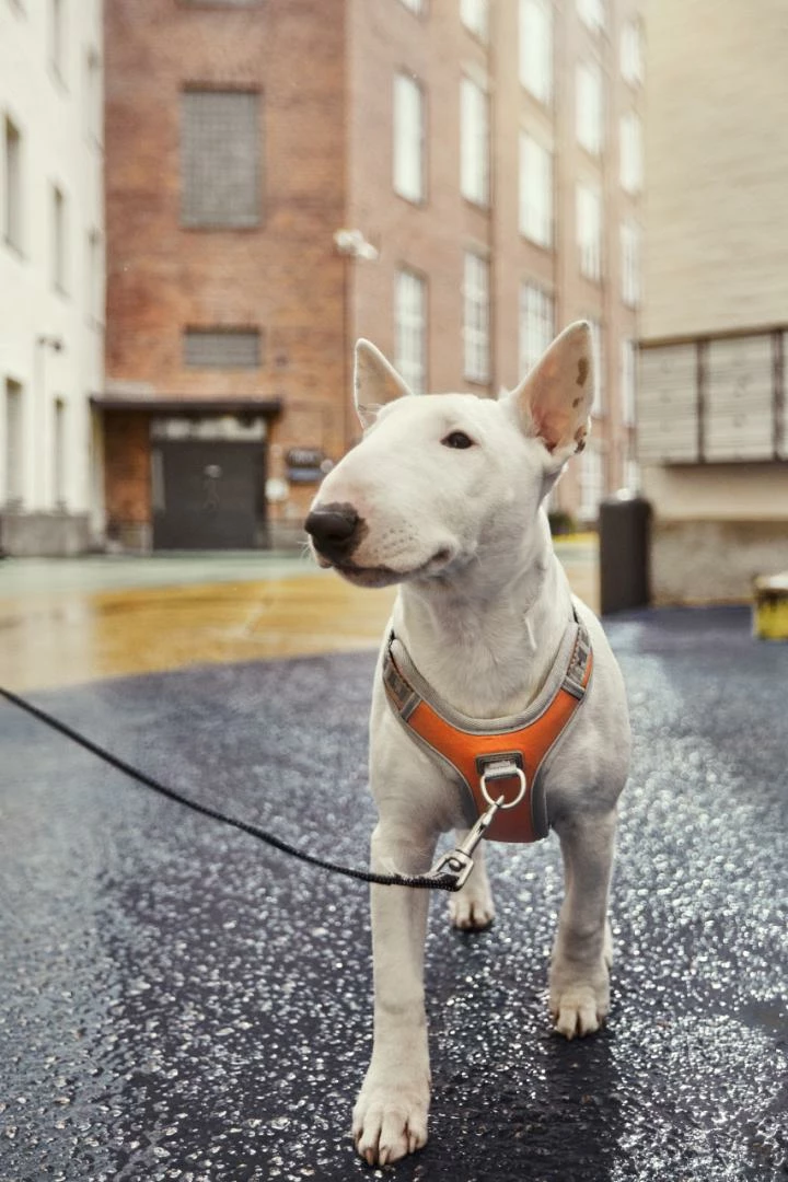 Hurtta Harnas Venture No-Pull Buckthorn - Afbeelding 3